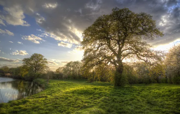 Trees, river, morning