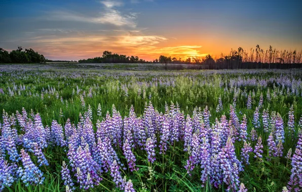 Field, summer, sunset
