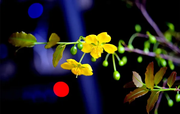 Picture flower, light, branch, stem, Blik