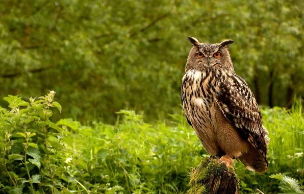 Picture forest, bird, Owl