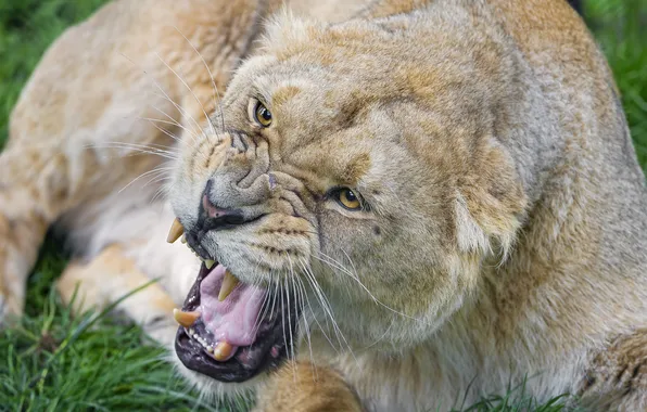 Picture cat, look, face, fangs, grin, lioness, ©Tambako The Jaguar