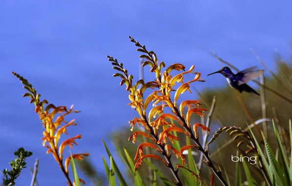 The sky, grass, flowers, bird, Hummingbird