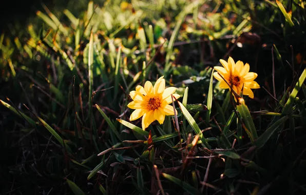 Grass, flowers, yellow, petals