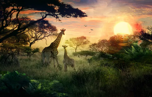 The sun, sunset, nature, giraffes, cub, Safari