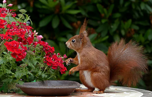 Flowers, photo, protein, plate