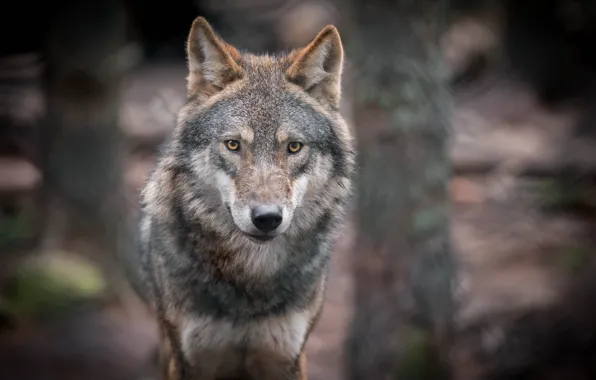 Picture look, portrait, predator, grey wolf