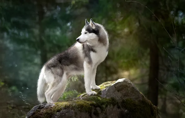 Picture forest, stone, husky, Svetlana Pisareva