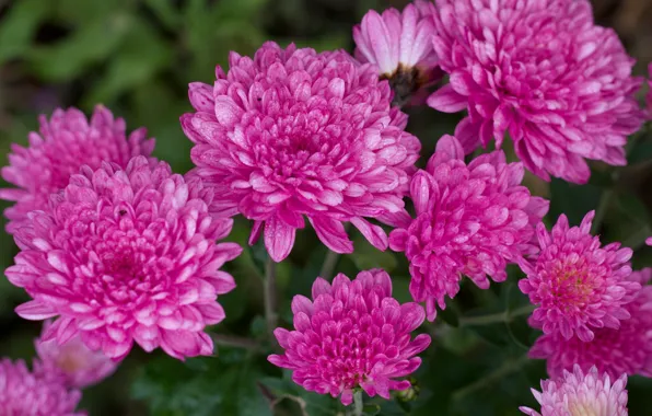 Picture garden, buds, chrysanthemum