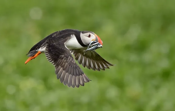 Flight, bird, wings, fish, beak, stalled, catch