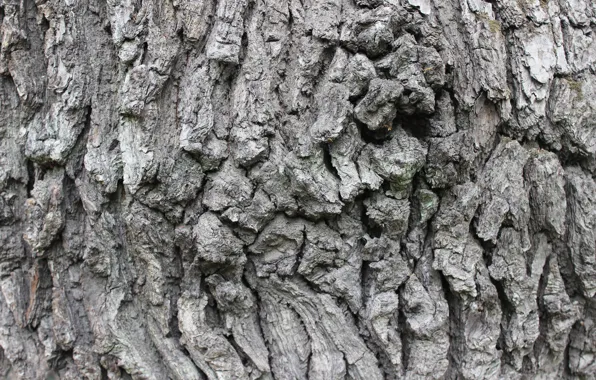 Background, texture, bark, oak