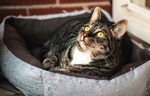 Picture cat, cat, look, comfort, grey, wall, striped, yellow eyes