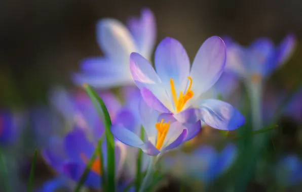 Picture flowers, glade, spring, crocuses, gentle, lilac