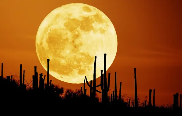 The sky, night, the moon, desert, cacti