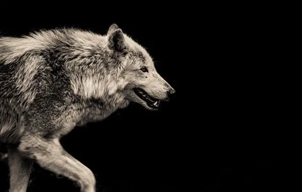 Nature, predator, animal, wolf, wildlife, portrait, portrait., Canis lupus. face