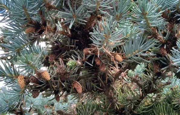 Needles, coniferous, Fir