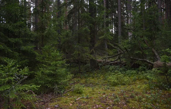 Forest, trees, nature, ate