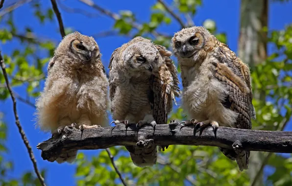 Picture branches, owl, bird, foliage, three, trio, blue background, Trinity