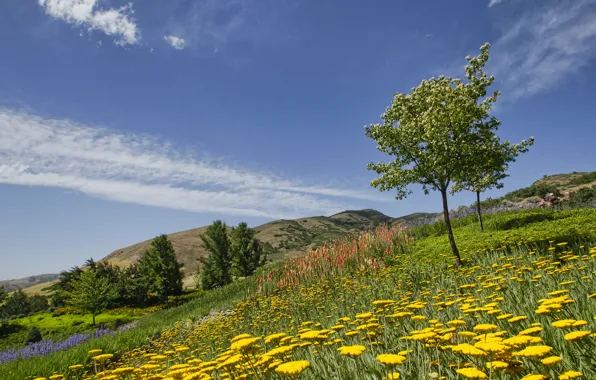 Trees, flowers, Utah, Utah, Botanical garden, Red Butte Garden, Salt Lake City