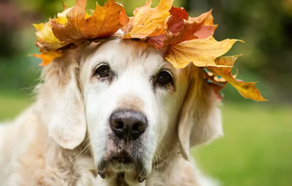 Autumn, each, dog