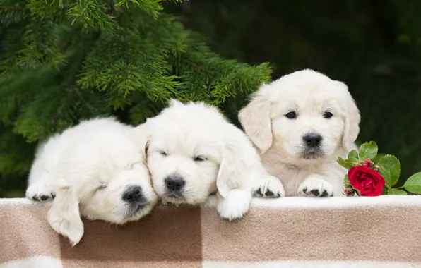 Dogs, flower, rose, puppies, trio, Trinity, spruce branches