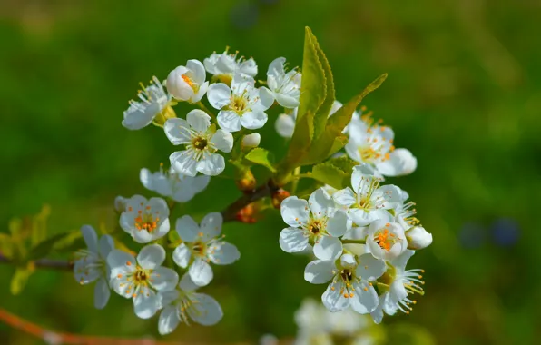 Picture Spring, Spring, Flowering, Flowering