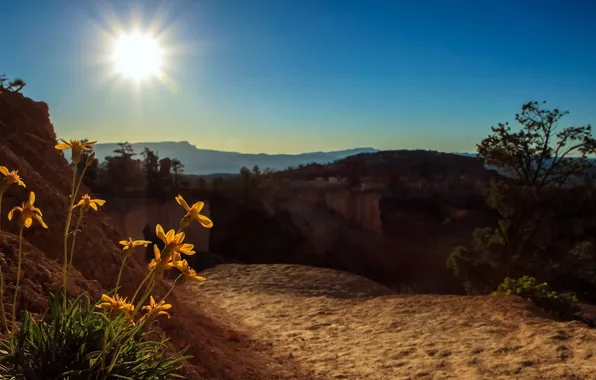 The sky, the sun, flowers