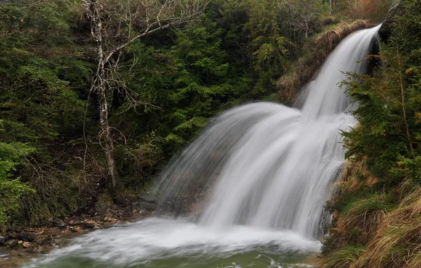 Forest, river, waterfall, stream