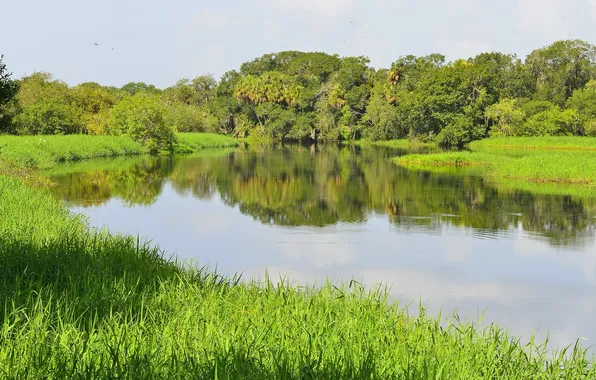 The sky, grass, trees, landscape, river
