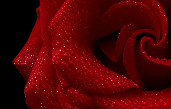 Picture drops, macro, Rosa, rose, petals, red