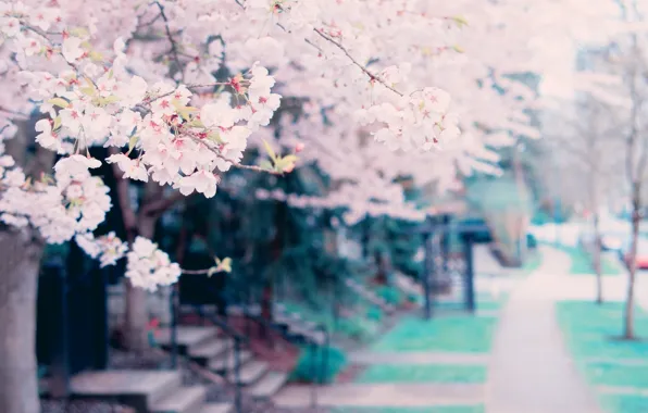 Trees, flowers, spring, tree, spring, blossoms