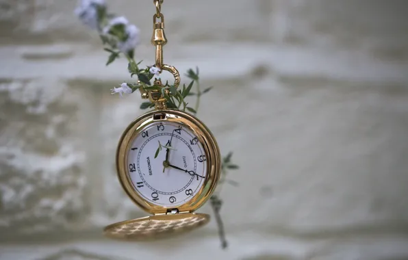 Macro, flowers, wall, watch, bokeh
