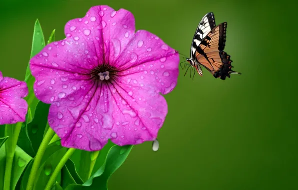 Picture flower, drops, Rosa, butterfly