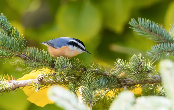 Branch, bird, needles, nuthatch