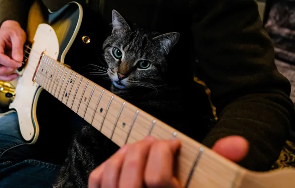 Cat, cat, look, face, music, the dark background, grey, the game