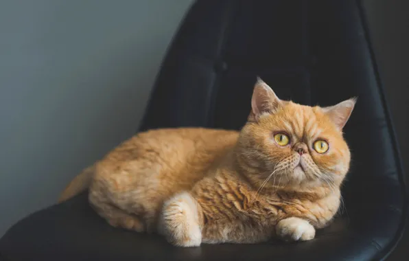 Cat, cat, the dark background, chair, red, pers, lies, mordaha