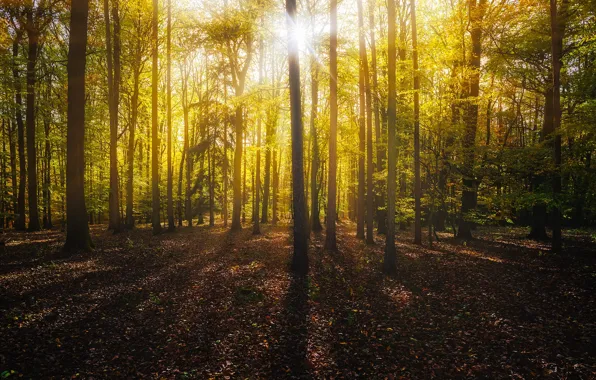 Autumn, forest, the sun, rays, light, trees, branches, nature