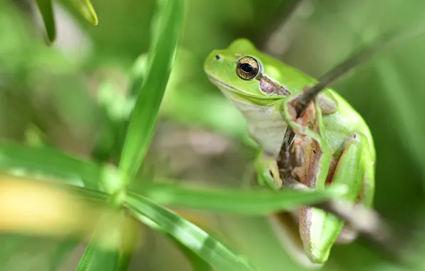 Macro, frog, blur, green, bokeh