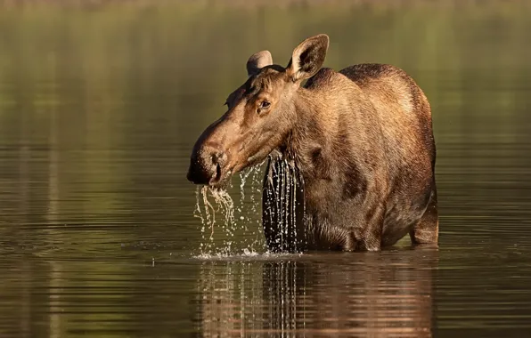 Nature, river, moose