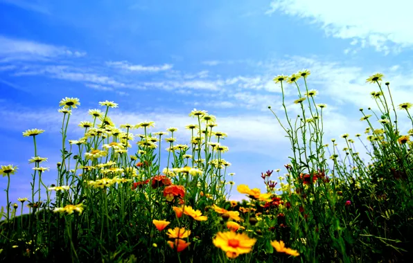 Field, the sky, clouds, flowers, meadow