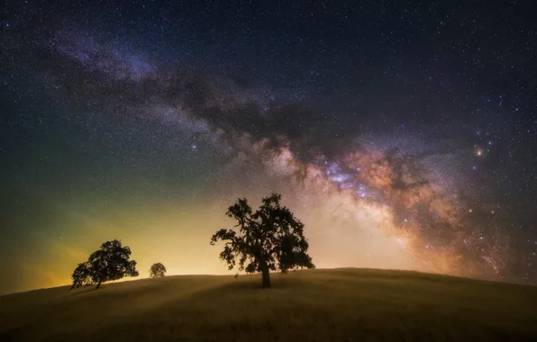 Picture field, the sky, stars, trees, night, tree, the milky way
