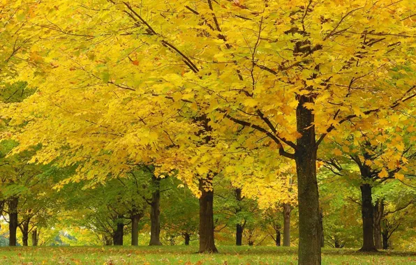 Autumn, leaves, trees, yellow