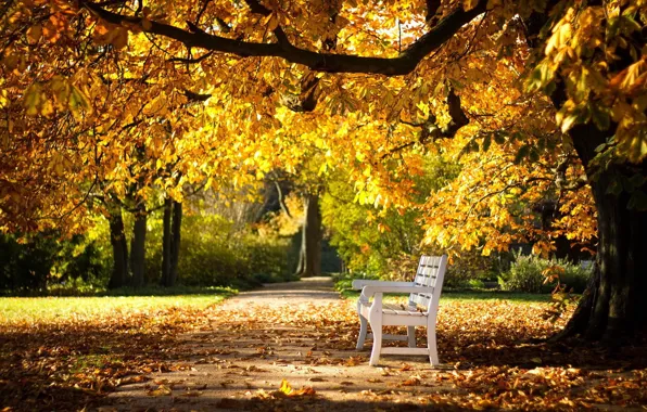 Picture track, falling leaves, bench, autumn Park