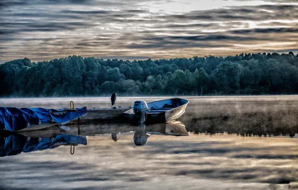 Lake, bird, boat, the evening