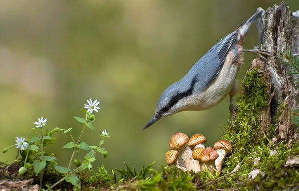 Bird, mushrooms, moss, mushrooms, nuthatch