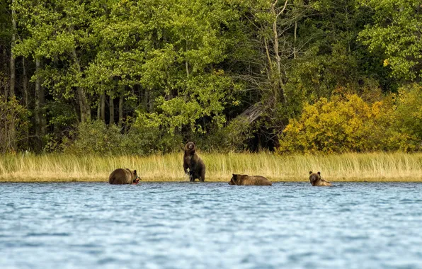 Autumn, forest, grass, nature, shore, fishing, bear, bears