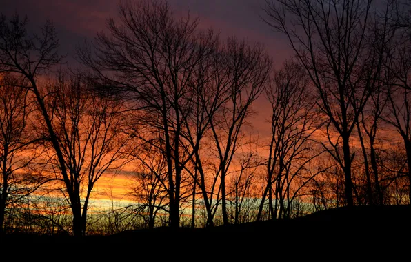 The sky, trees, sunset, nature, the evening, twilight, silhouette