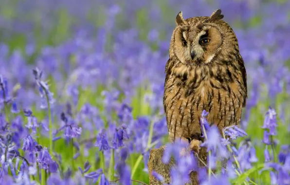 Picture flowers, owl, bird, feathers, bells