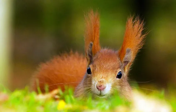 PROTEIN, HEAD, EARS, RED, FLUFFY