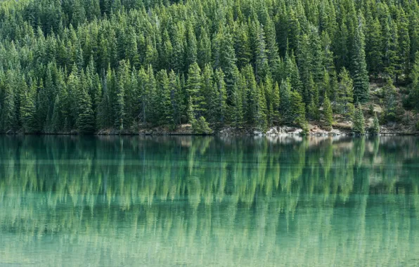 Picture forest, summer, water, trees, reflection, river, shore, slope