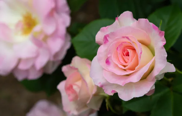 Macro, roses, petals